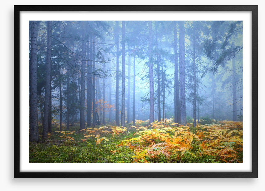 Golden fern forest