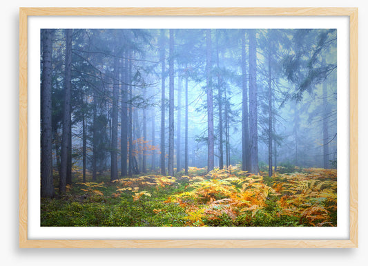 Golden fern forest