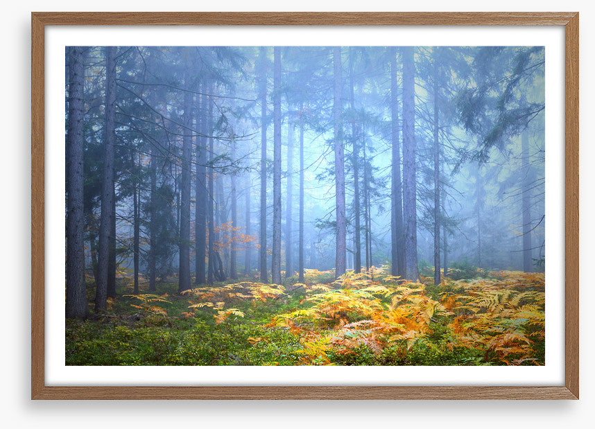 Golden fern forest