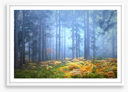 Golden fern forest