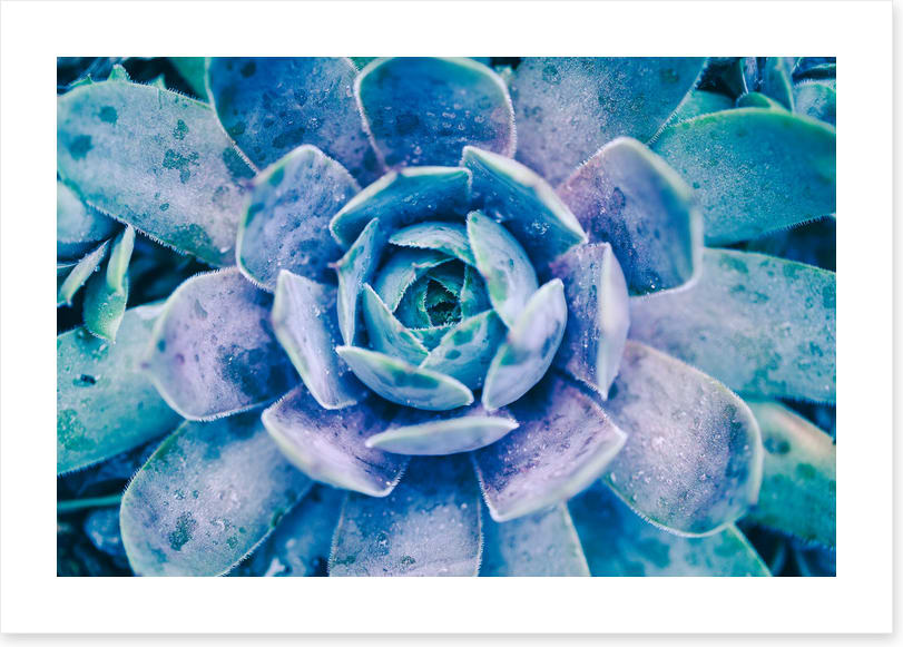 Succulent dew