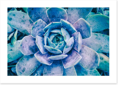 Succulent dew