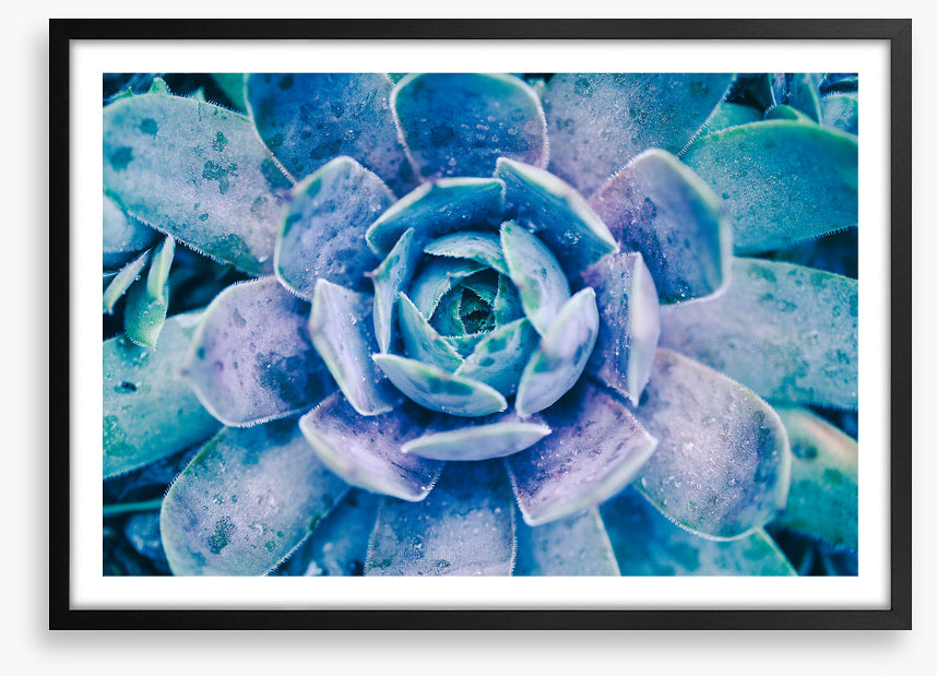 Succulent dew