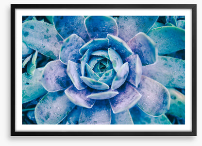Succulent dew