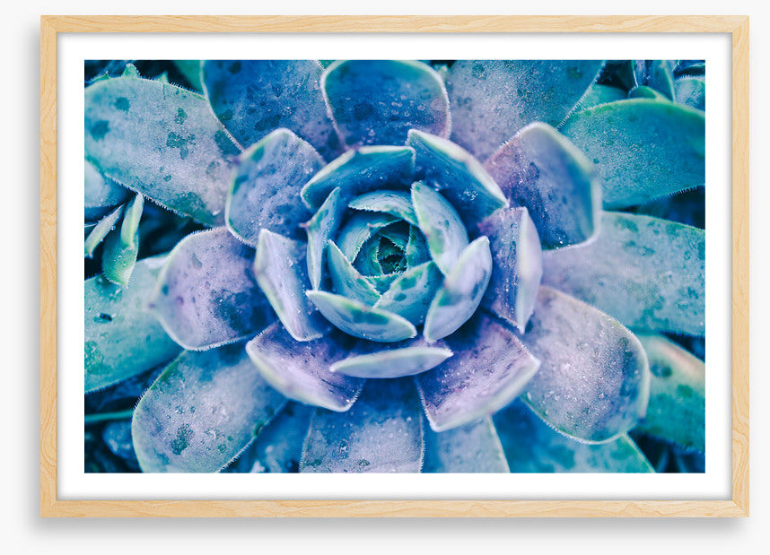 Succulent dew