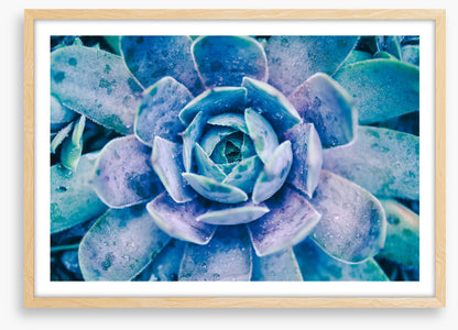 Succulent dew