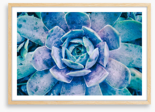 Succulent dew