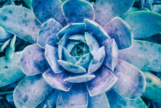 Succulent dew