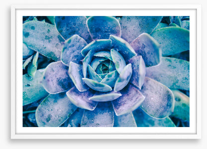 Succulent dew
