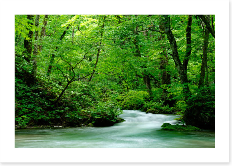 Fast forest flows