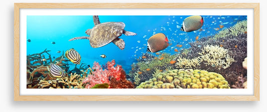Underwater world