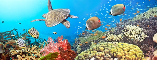 Underwater world