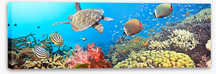 Underwater world