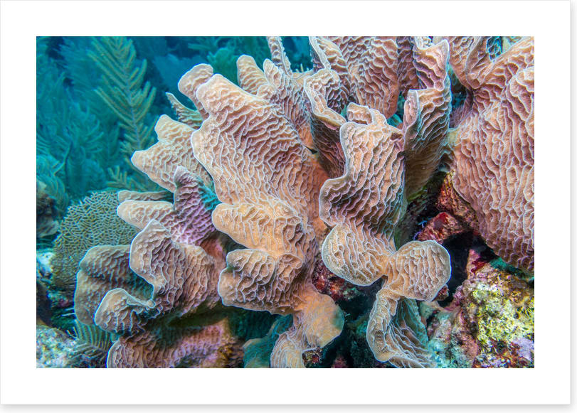 Lettuce leaf coral