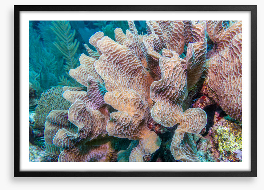 Lettuce leaf coral