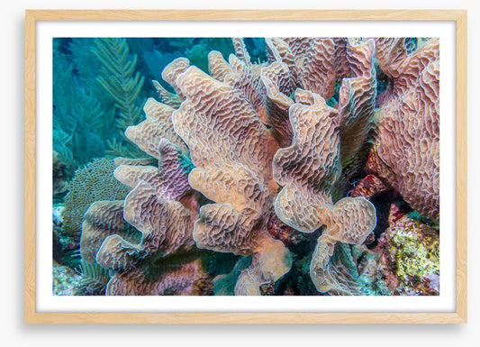Lettuce leaf coral