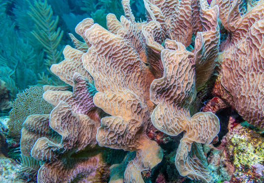 Lettuce leaf coral