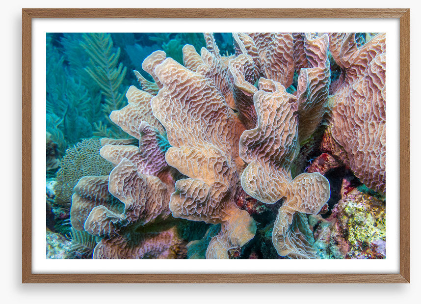 Lettuce leaf coral