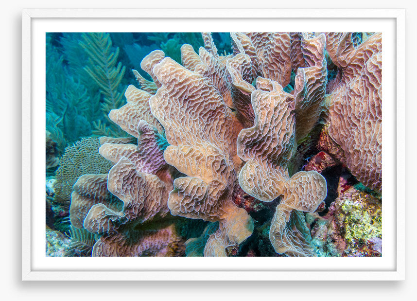 Lettuce leaf coral