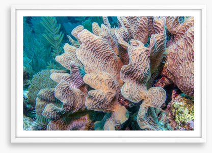 Lettuce leaf coral