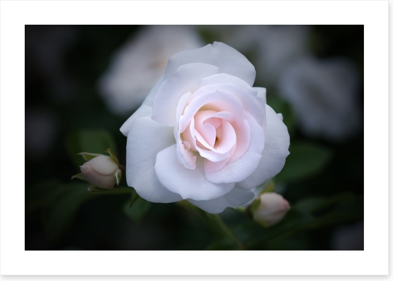 Buds and bloom