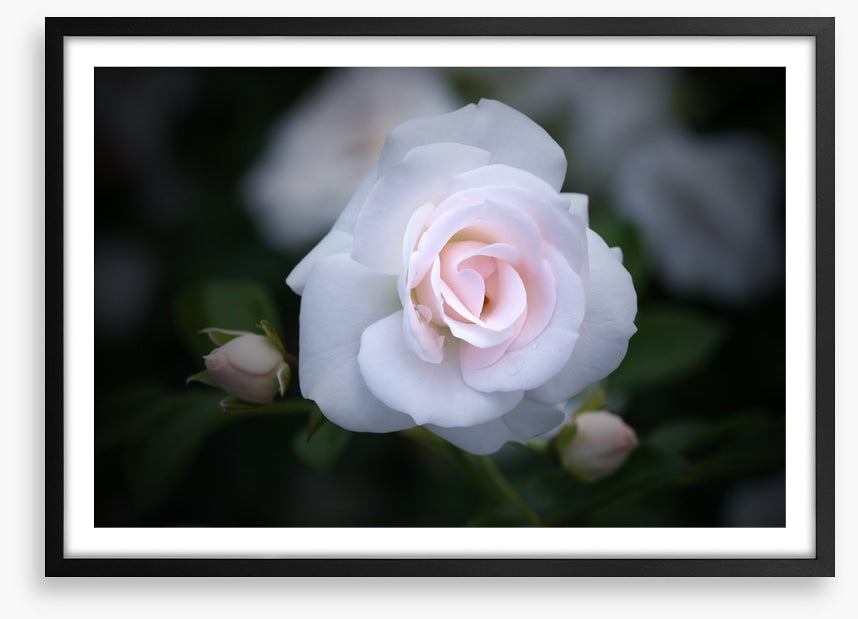 Buds and bloom