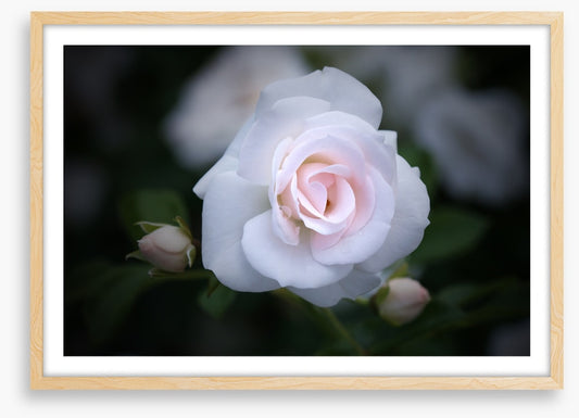 Buds and bloom