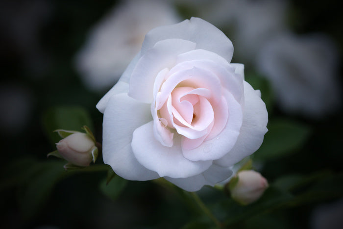 Buds and bloom