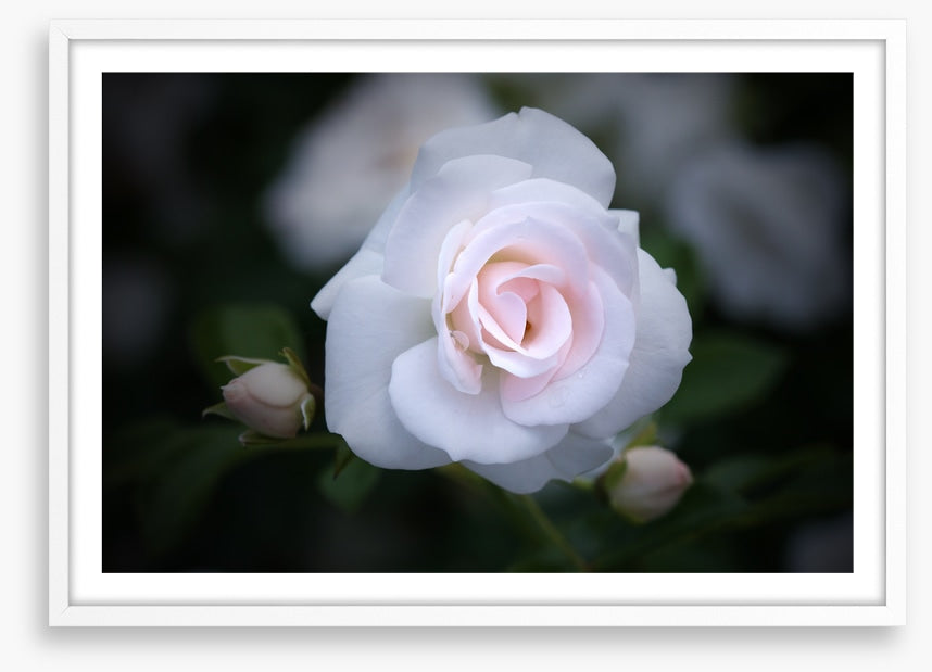Buds and bloom