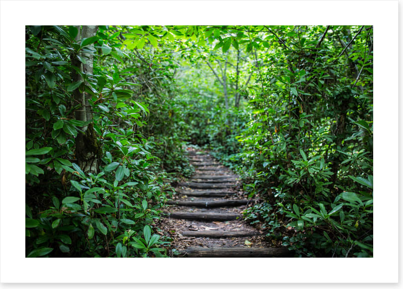Through the rainforest