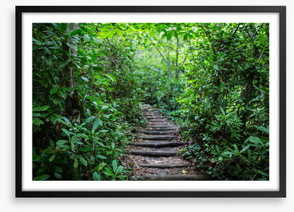 Through the rainforest
