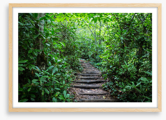 Through the rainforest