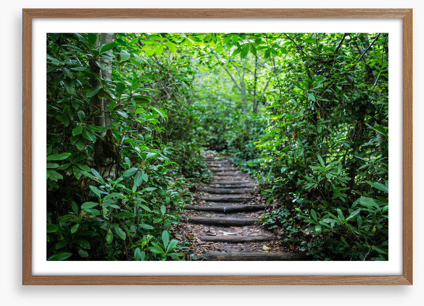 Through the rainforest