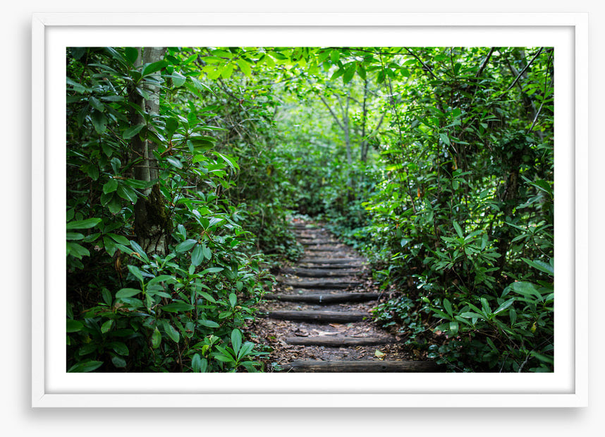 Through the rainforest