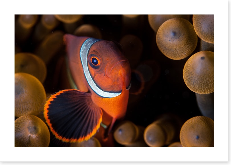 Anemone hideout
