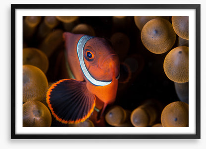 Anemone hideout