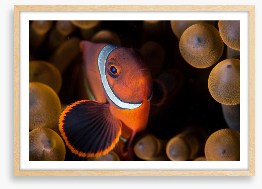 Anemone hideout