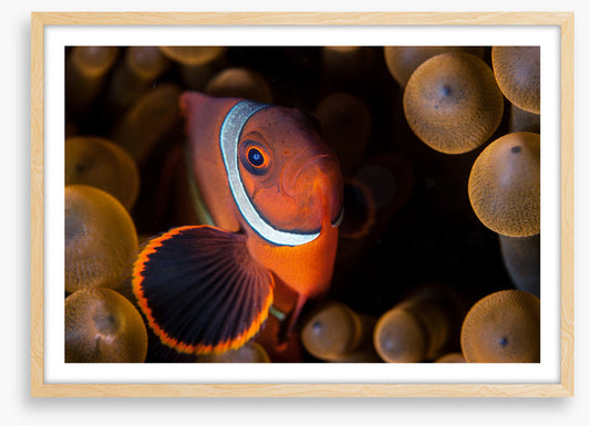 Anemone hideout