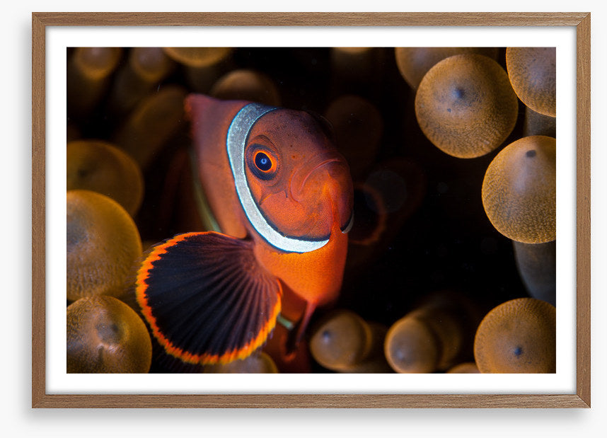 Anemone hideout