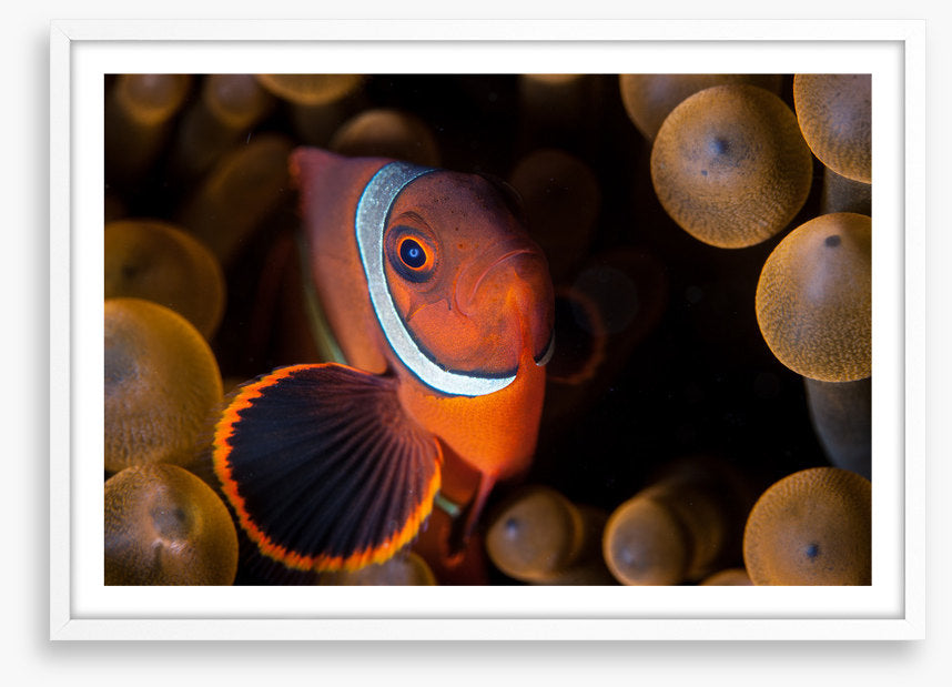 Anemone hideout