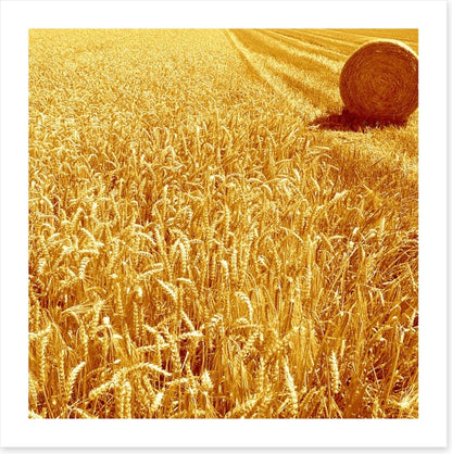 Golden harvest