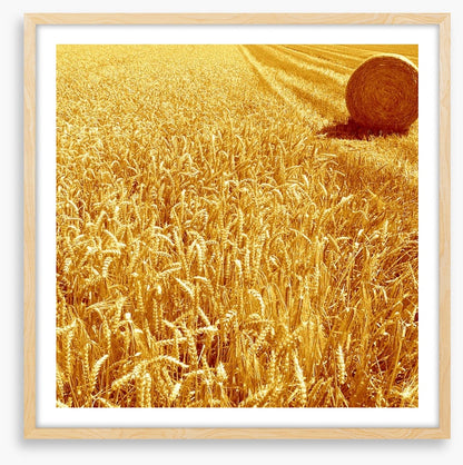Golden harvest
