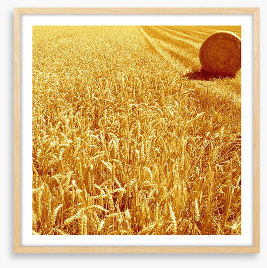 Golden harvest