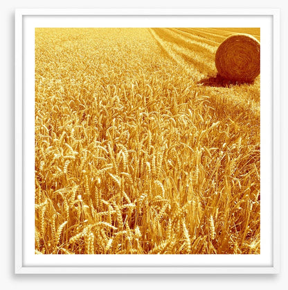 Golden harvest