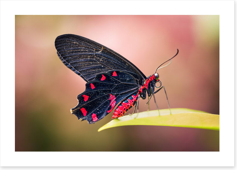 Insects