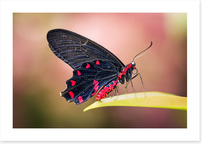 Insects