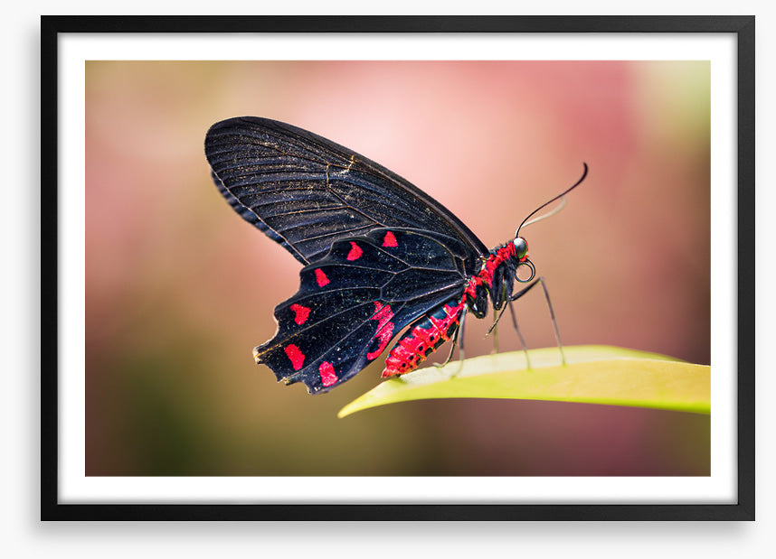 Insects