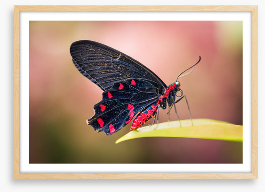 Insects
