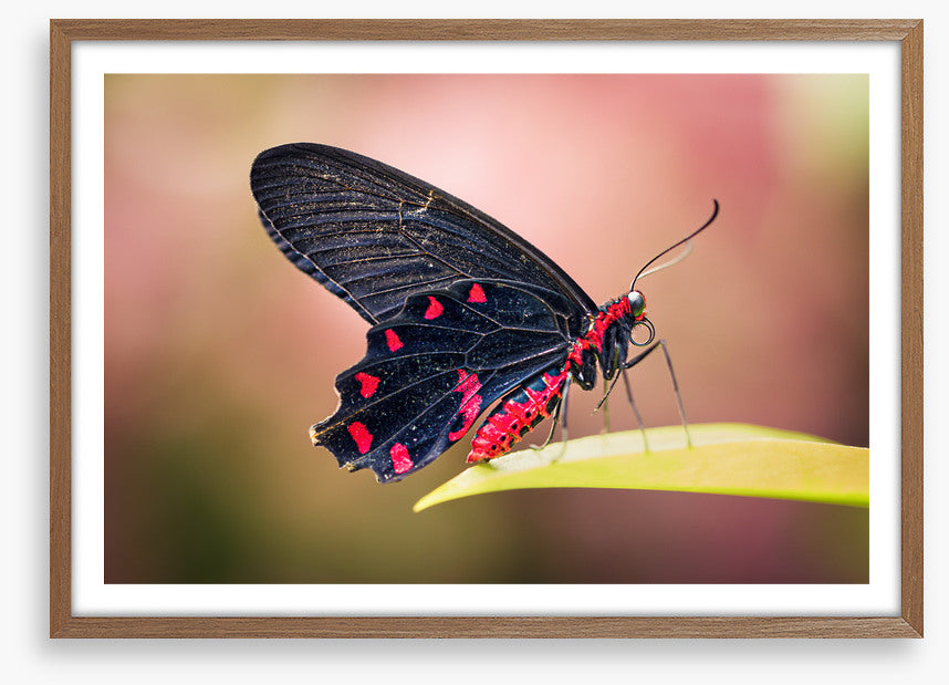 Insects