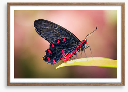 Insects